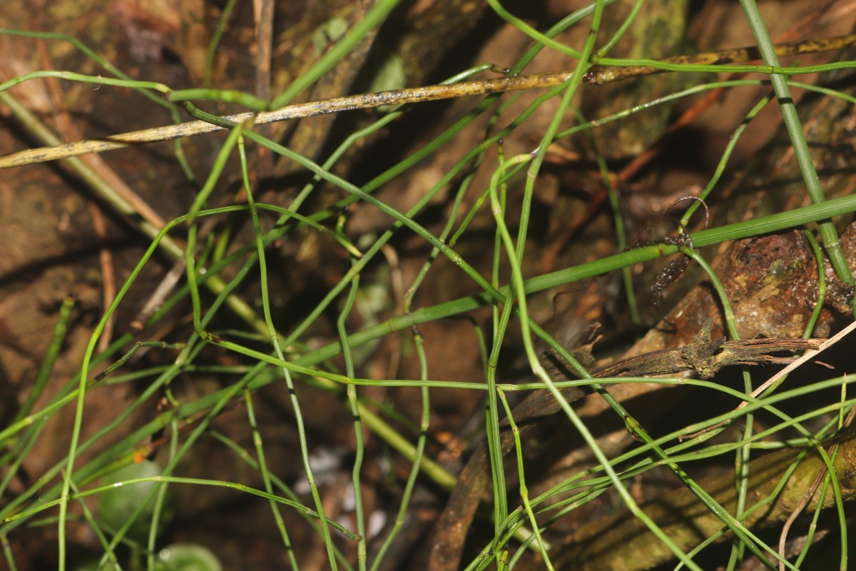 Equisetum ramosissimum  Desf.